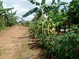 Buzibwera Nansaka Farmland