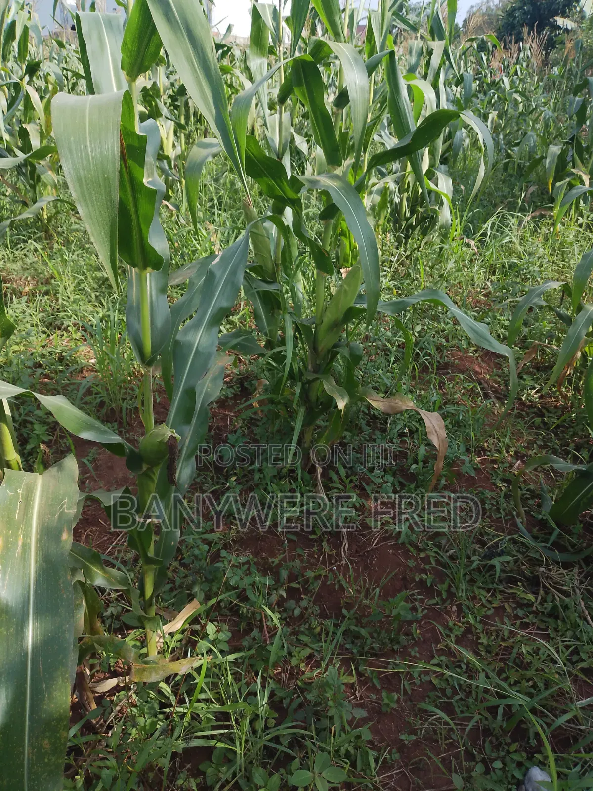 2 Acres of Land for Sale