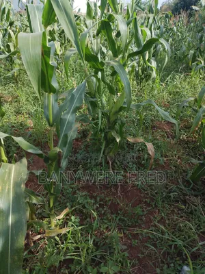 2 Acres of Land for Sale