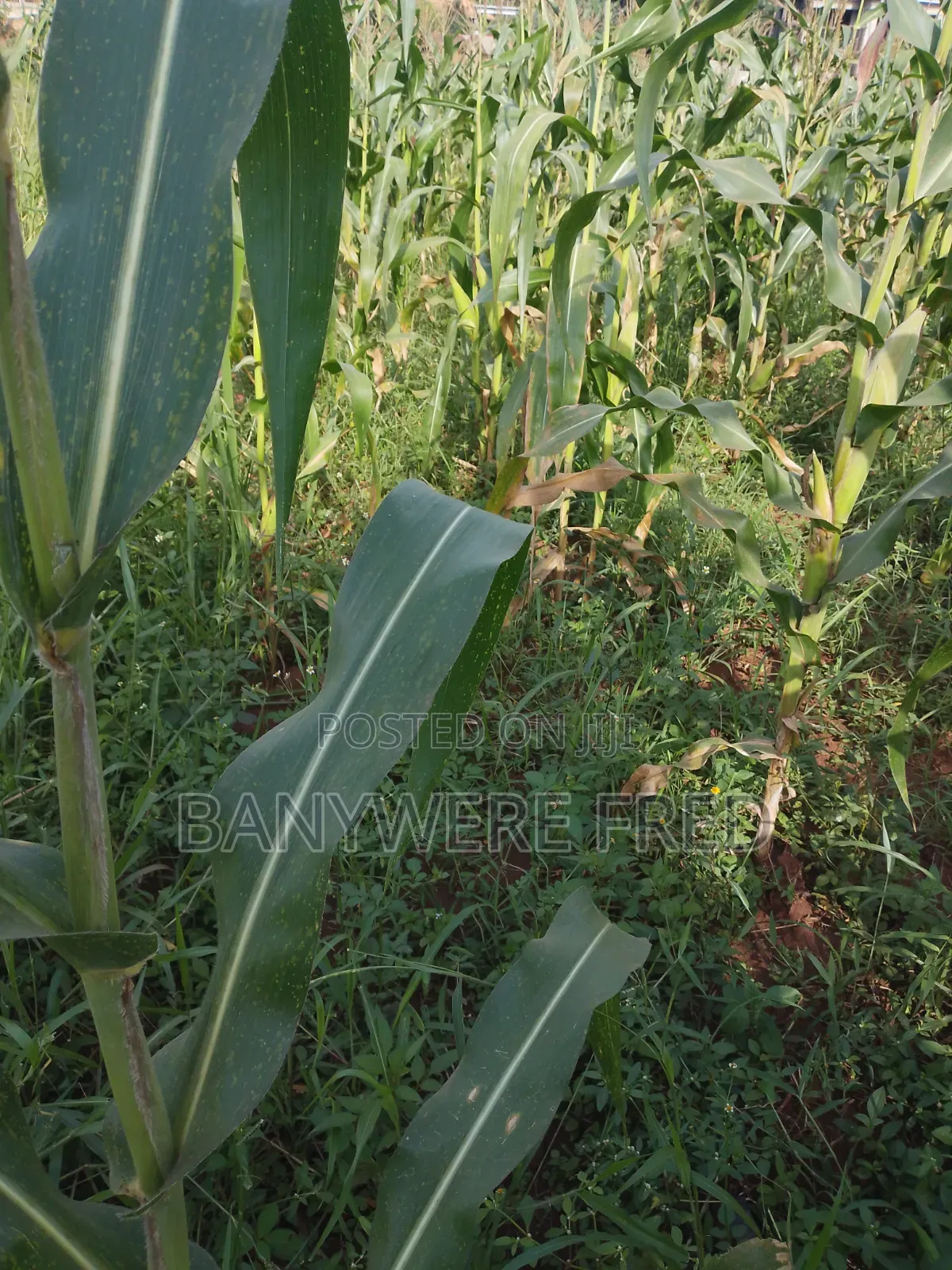 2 Acres of Land for Sale