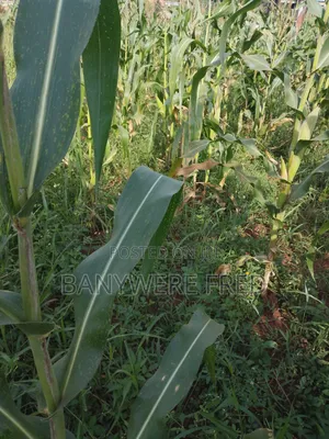2 Acres of Land for Sale