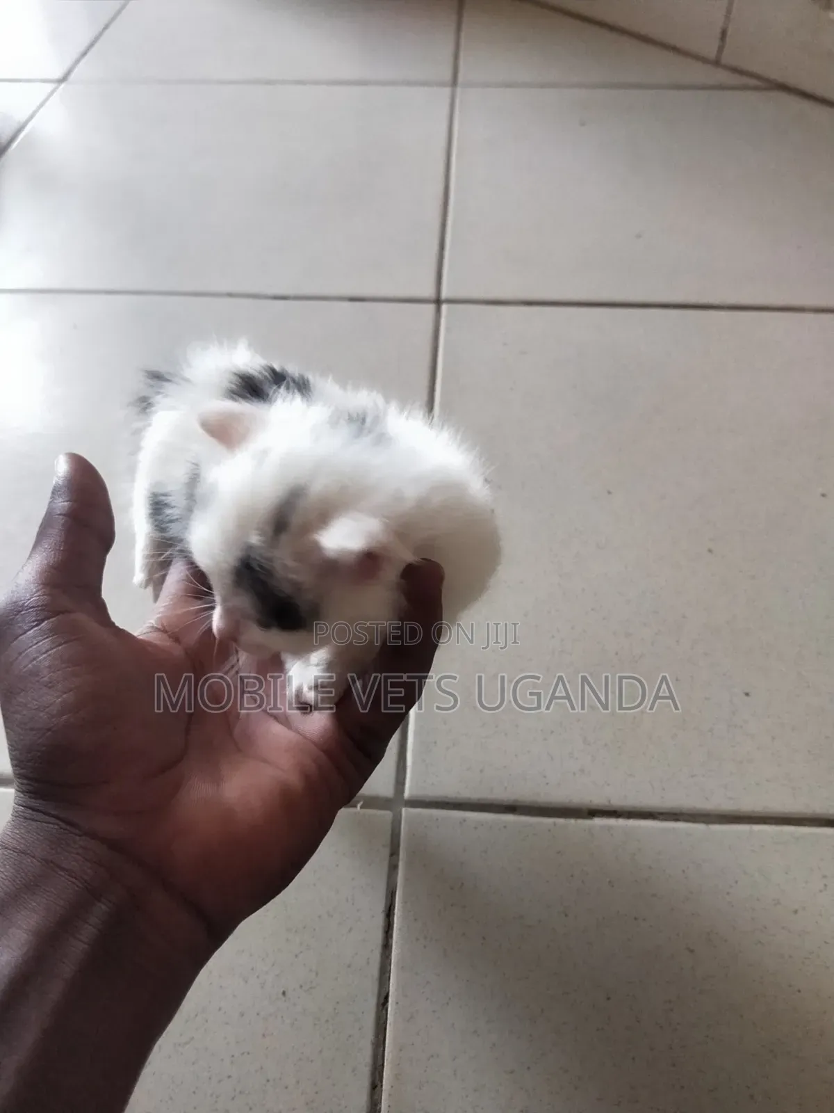 0-1 month Male Purebred American Shorthair