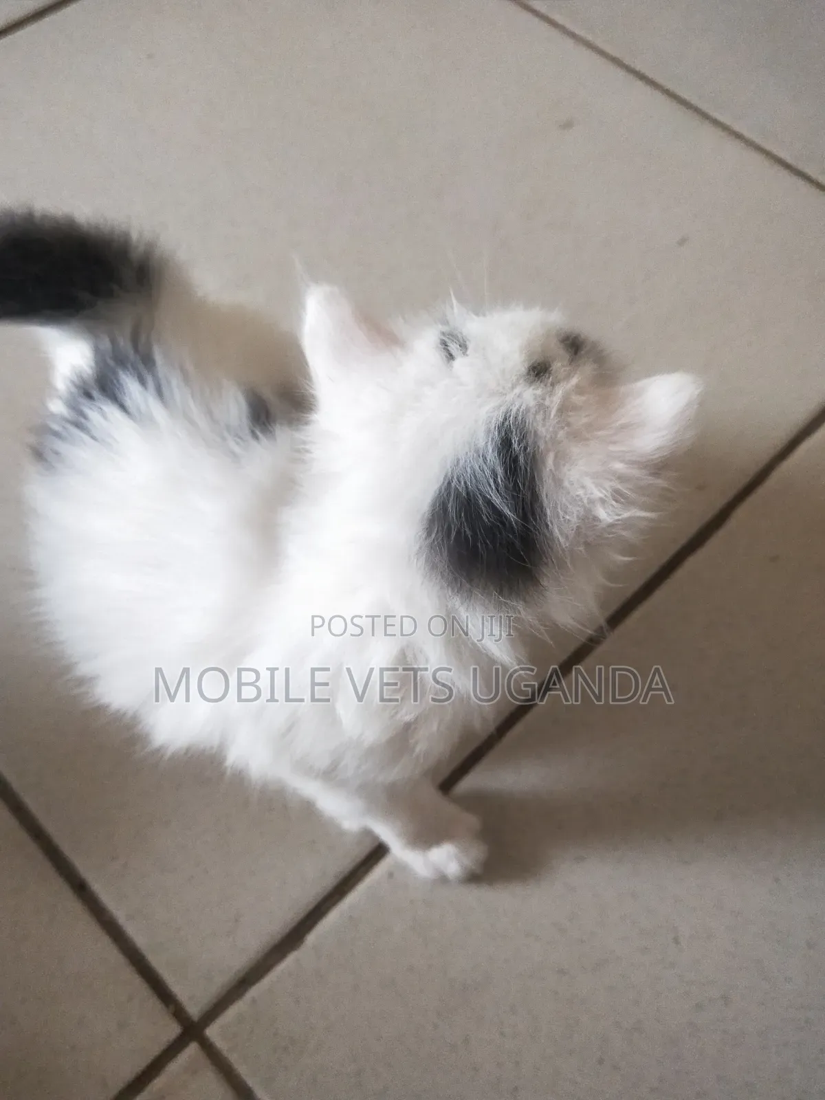 3-6 months Female Purebred Nebelung
