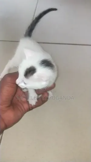 1-3 months Male Purebred American Shorthair