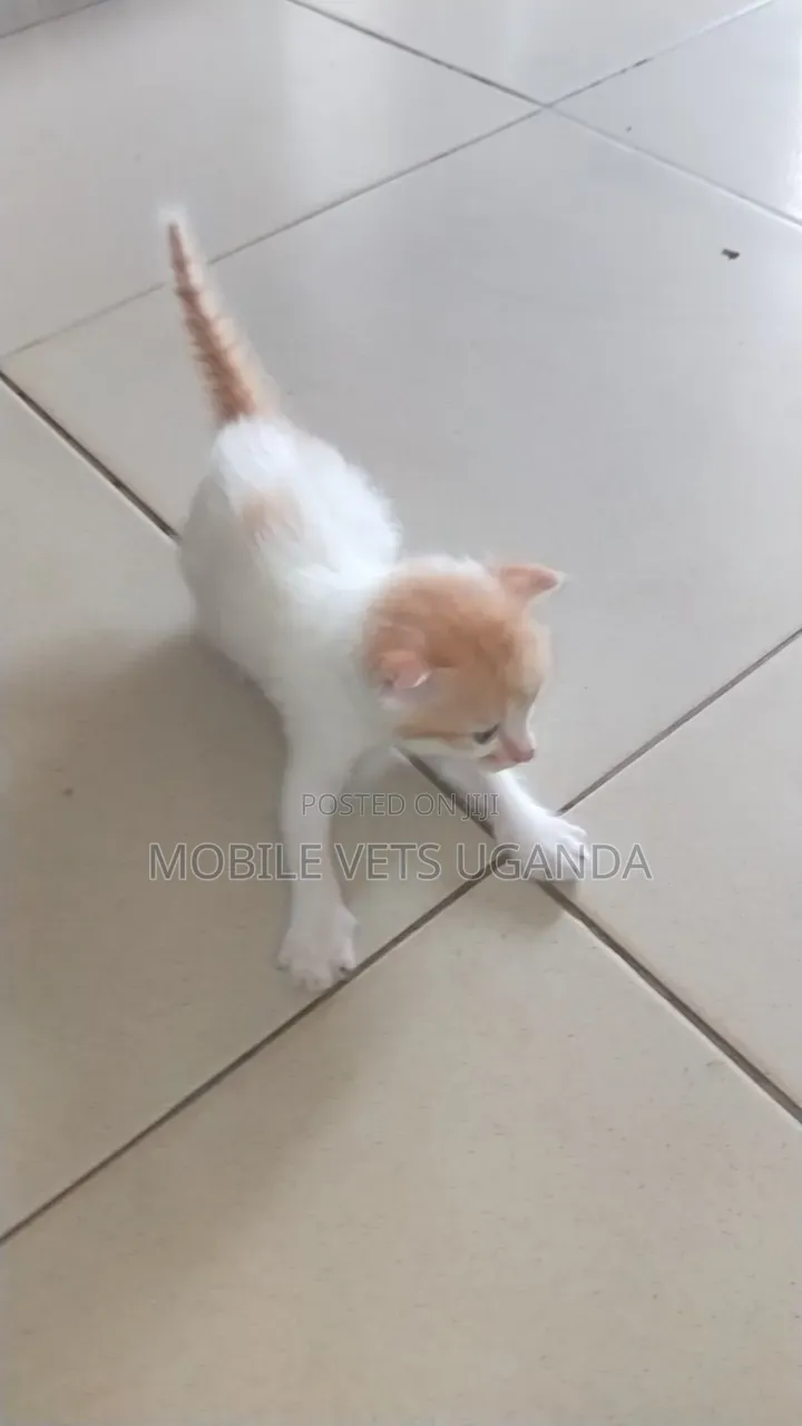 1-3 months Male Purebred American Shorthair