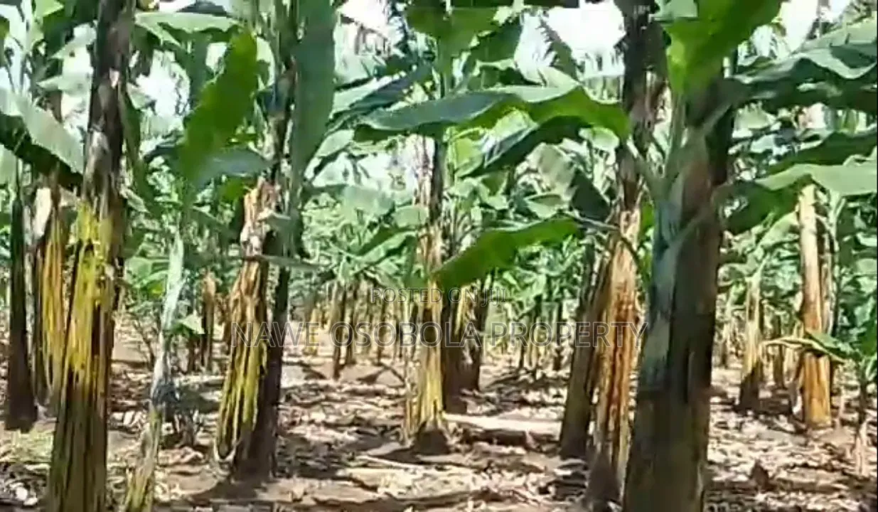3acres for Sale With Ready Coffee Banana Plantation in Masaka