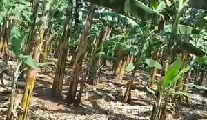 3acres for Sale With Ready Coffee Banana Plantation in Masaka