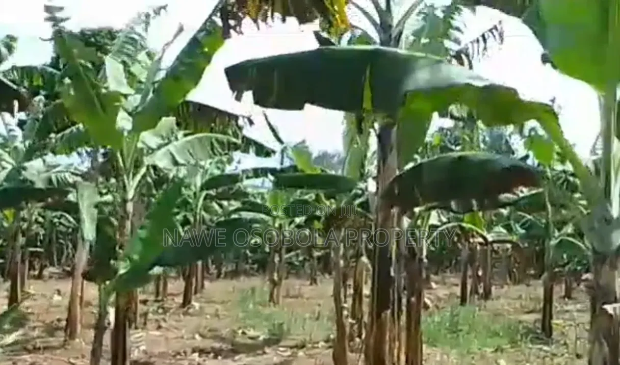 3acres for Sale With Ready Coffee Banana Plantation in Masaka
