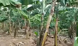 3acres for Sale With Ready Coffee Banana Plantation in Masaka