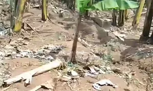 3acres for Sale With Ready Coffee Banana Plantation in Masaka