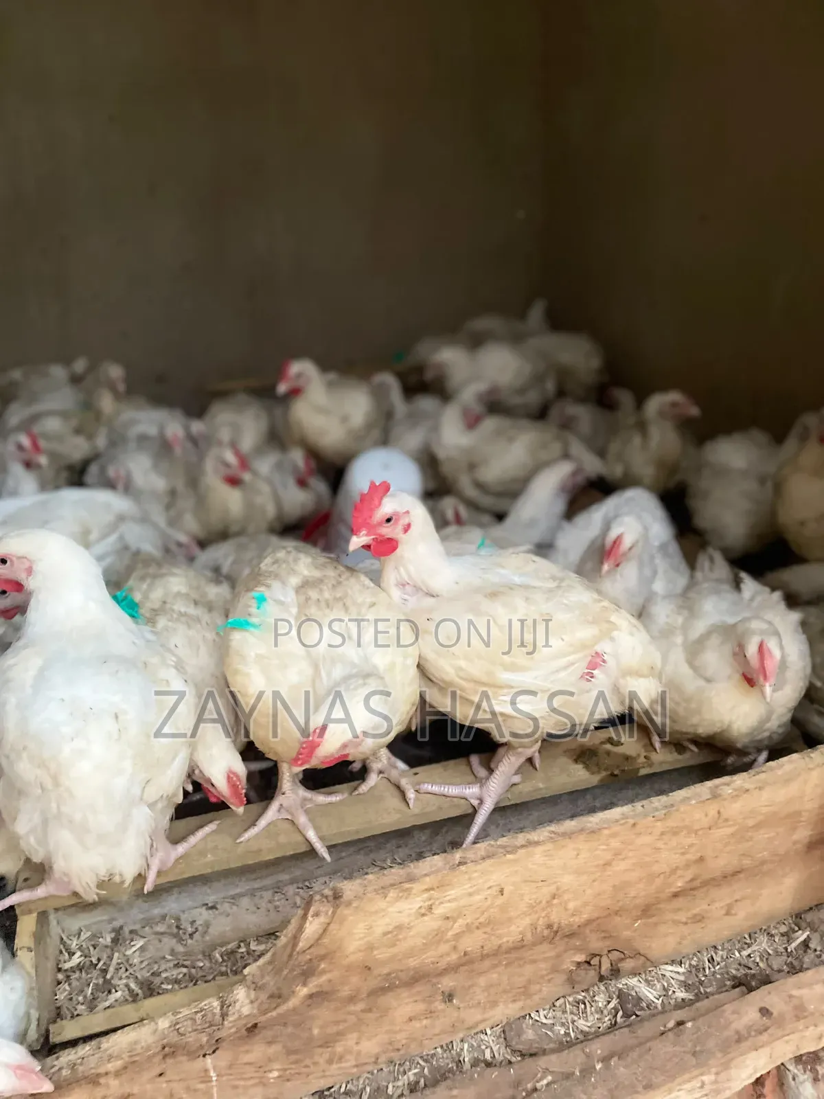 .Mireèmbe.S.Agro Poultry