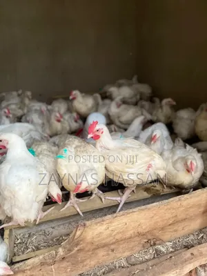 .Mireèmbe.S.Agro Poultry