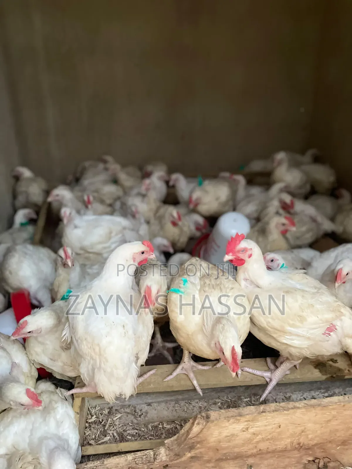 .Mireèmbe.S.Agro Poultry