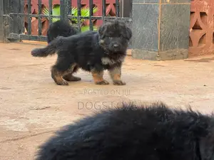 1-3 months Male Purebred German Shepherd