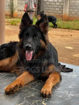1-3 months Male Purebred German Shepherd