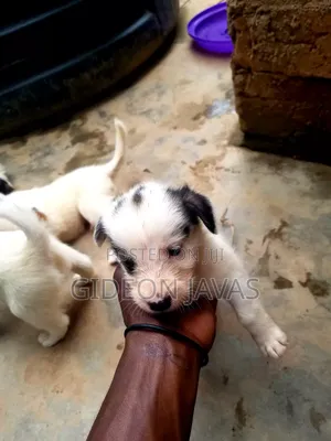 1-3 months Female Purebred Maltese