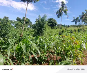 Bujjuko Bulamu Town Estate Prime Residential Plots At 25m