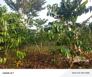 Plot for Sale – Nabinene, Kyotera