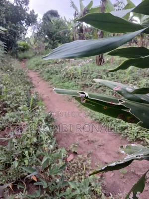 Plot In Katende Kiwamirembe For Sale On Masaka Road