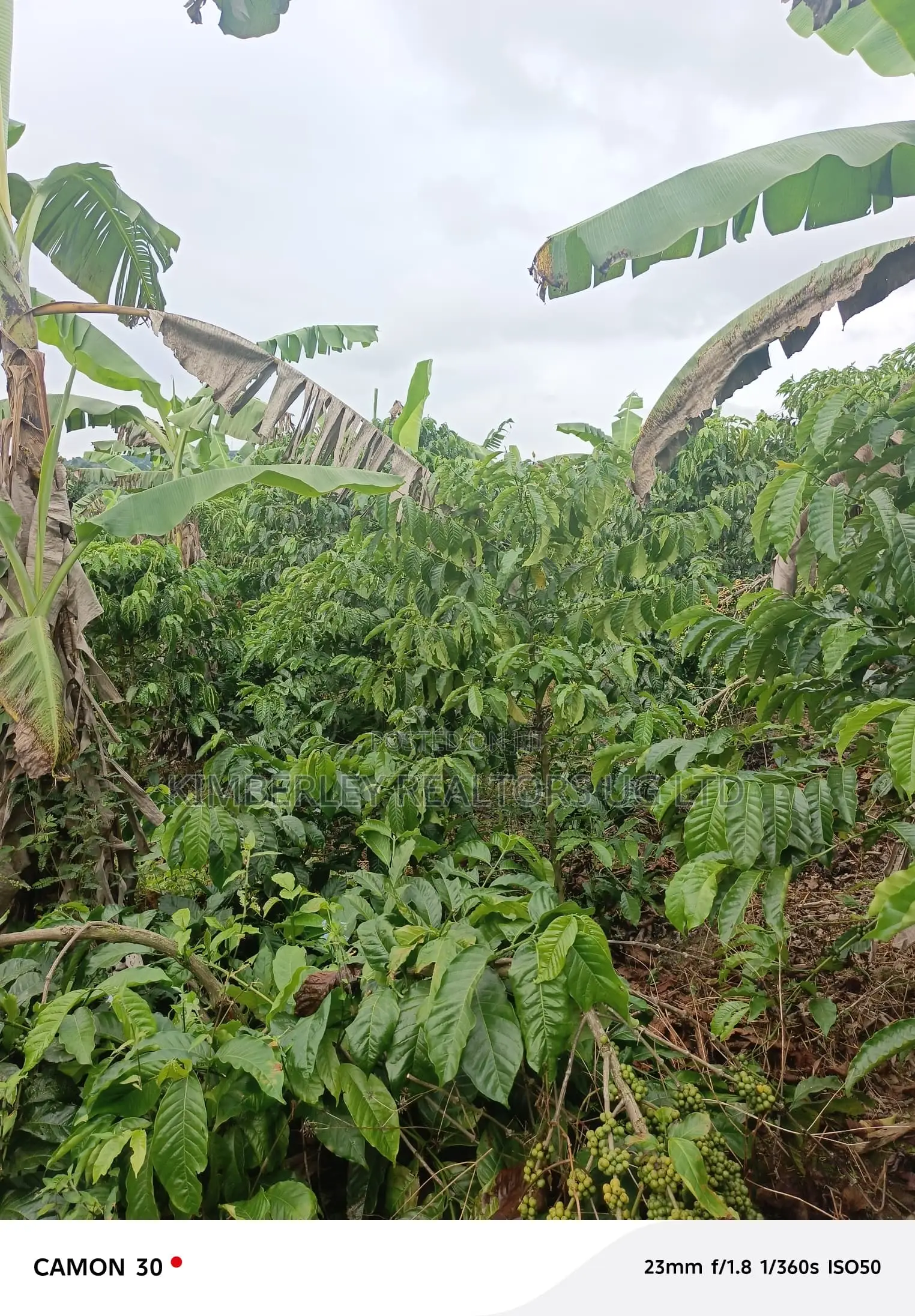  Farmland for Sale – Masaka