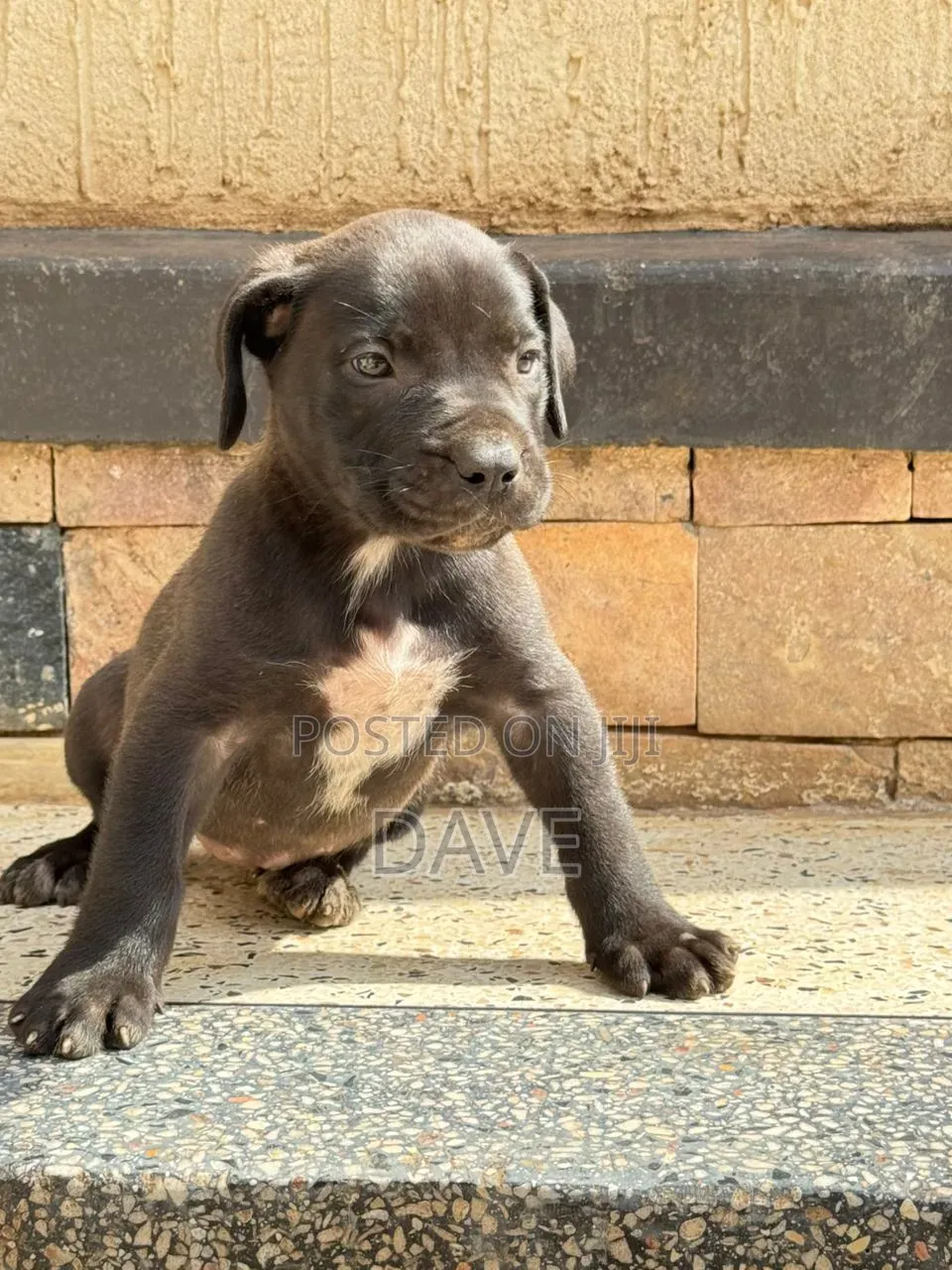 1-3 months Male Purebred Boerboel