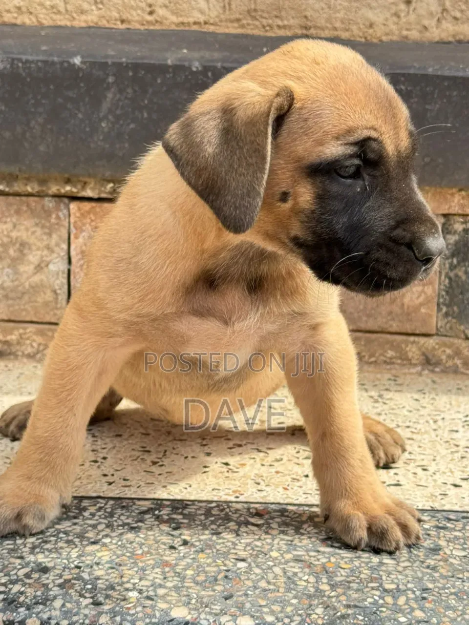 1-3 months Male Purebred Boerboel