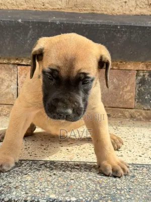 1-3 months Male Purebred Boerboel