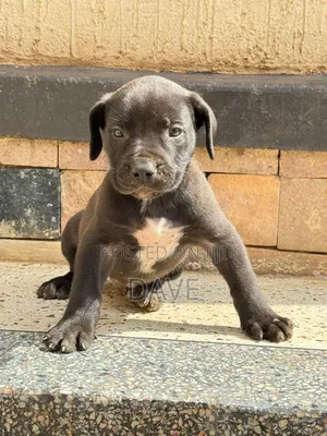 1-3 months Male Purebred Boerboel