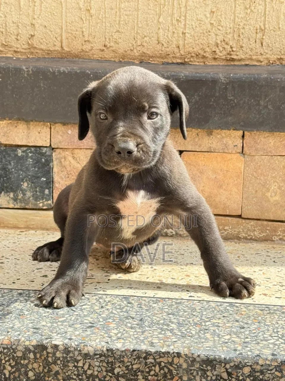 1-3 months Male Purebred Boerboel