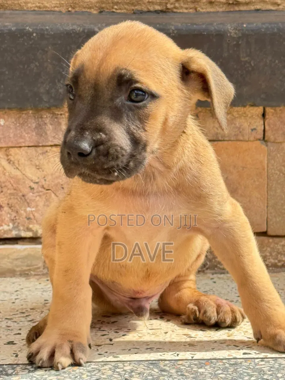 1-3 months Male Purebred Boerboel