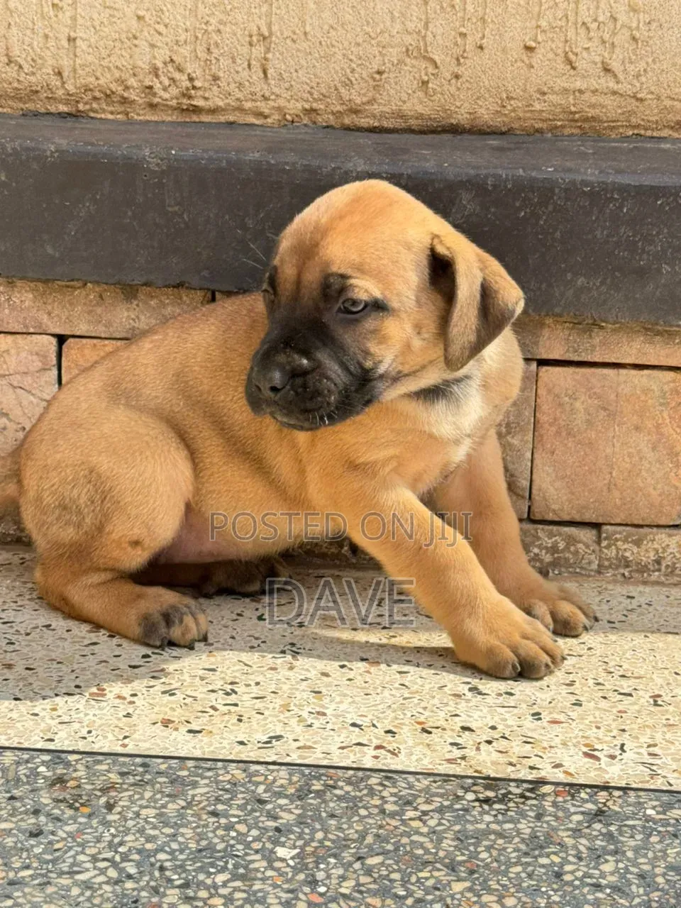 1-3 months Male Purebred Boerboel