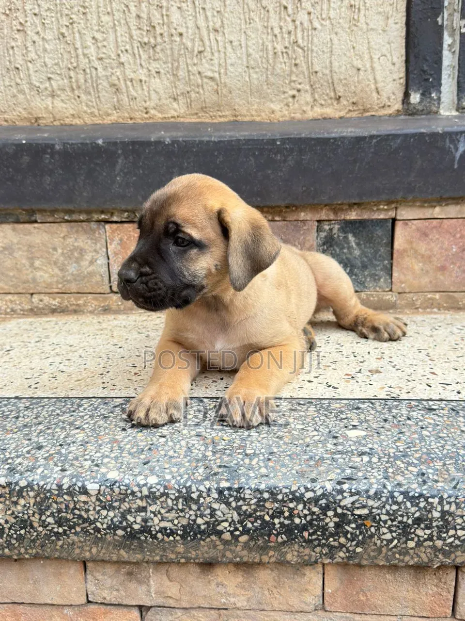 1-3 months Male Purebred Boerboel