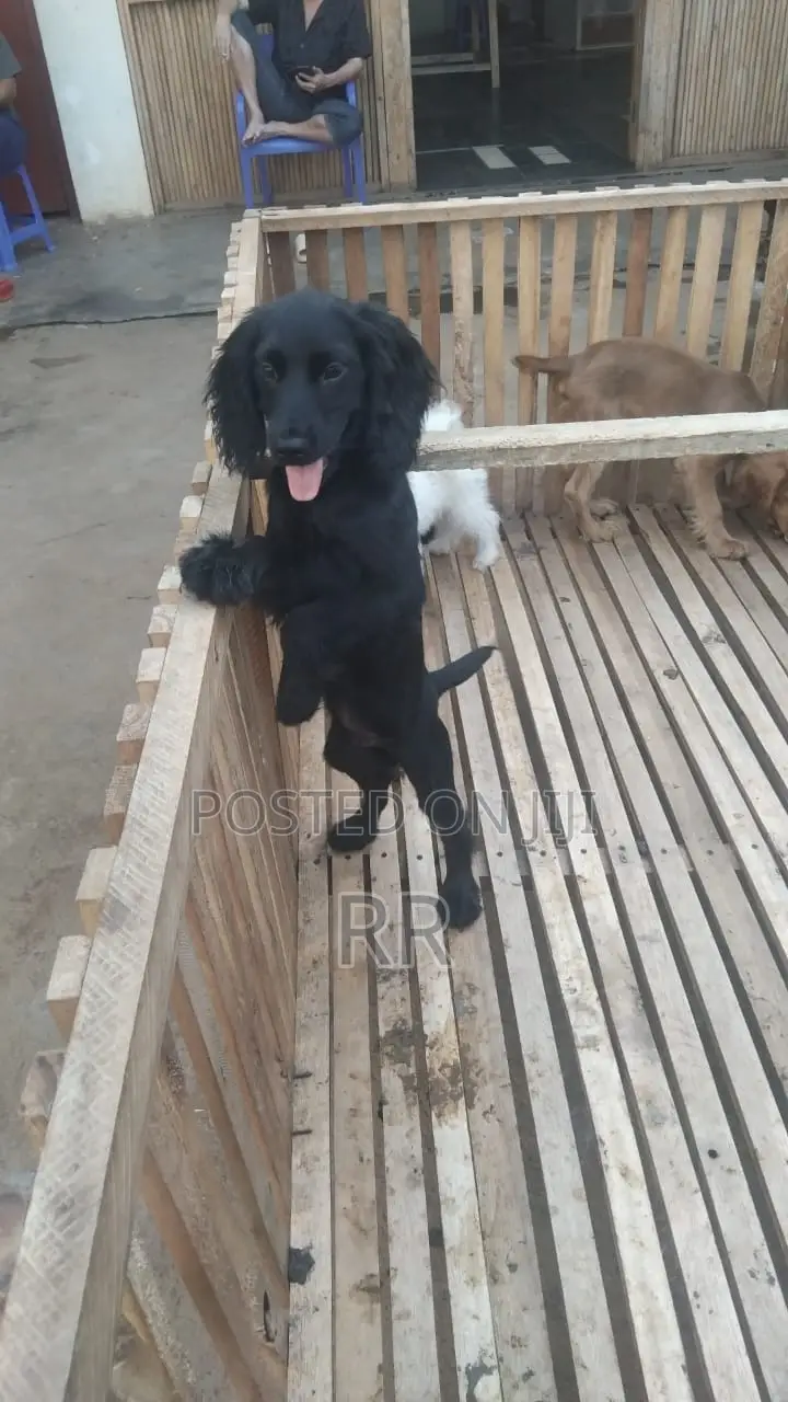 3-6 months Male Mixed Breed Cocker Spaniel