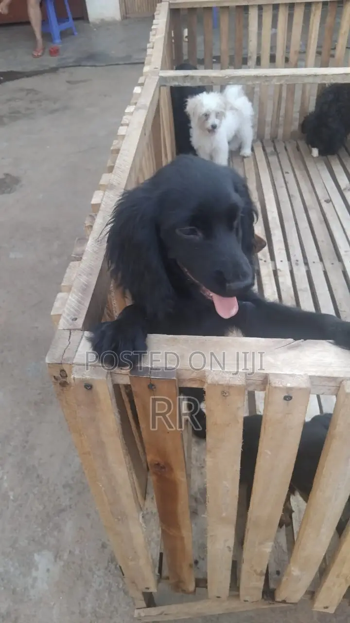 3-6 months Male Mixed Breed Cocker Spaniel