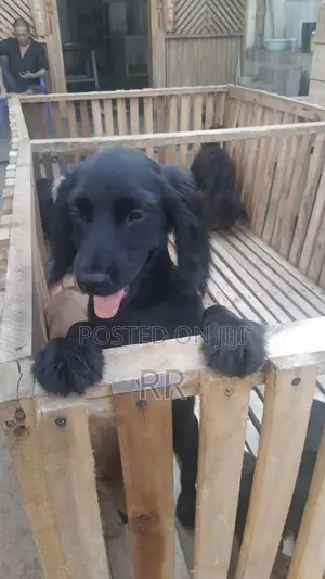 3-6 months Male Mixed Breed Cocker Spaniel