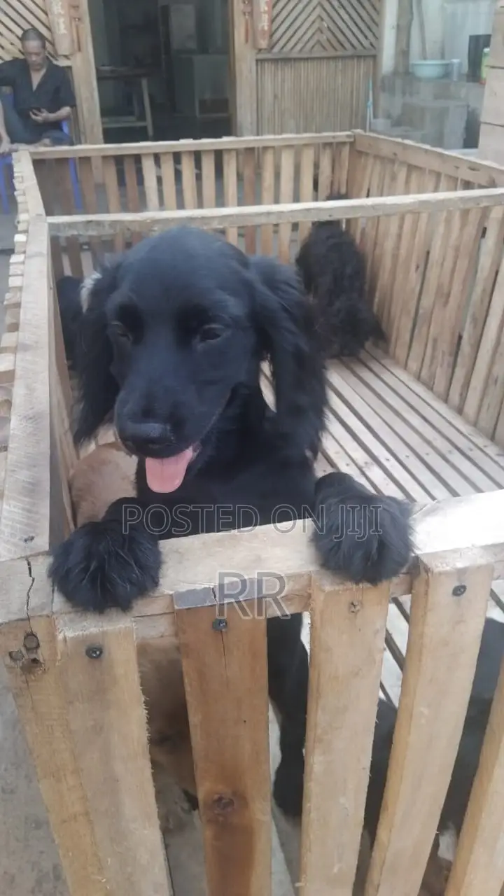 3-6 months Male Mixed Breed Cocker Spaniel
