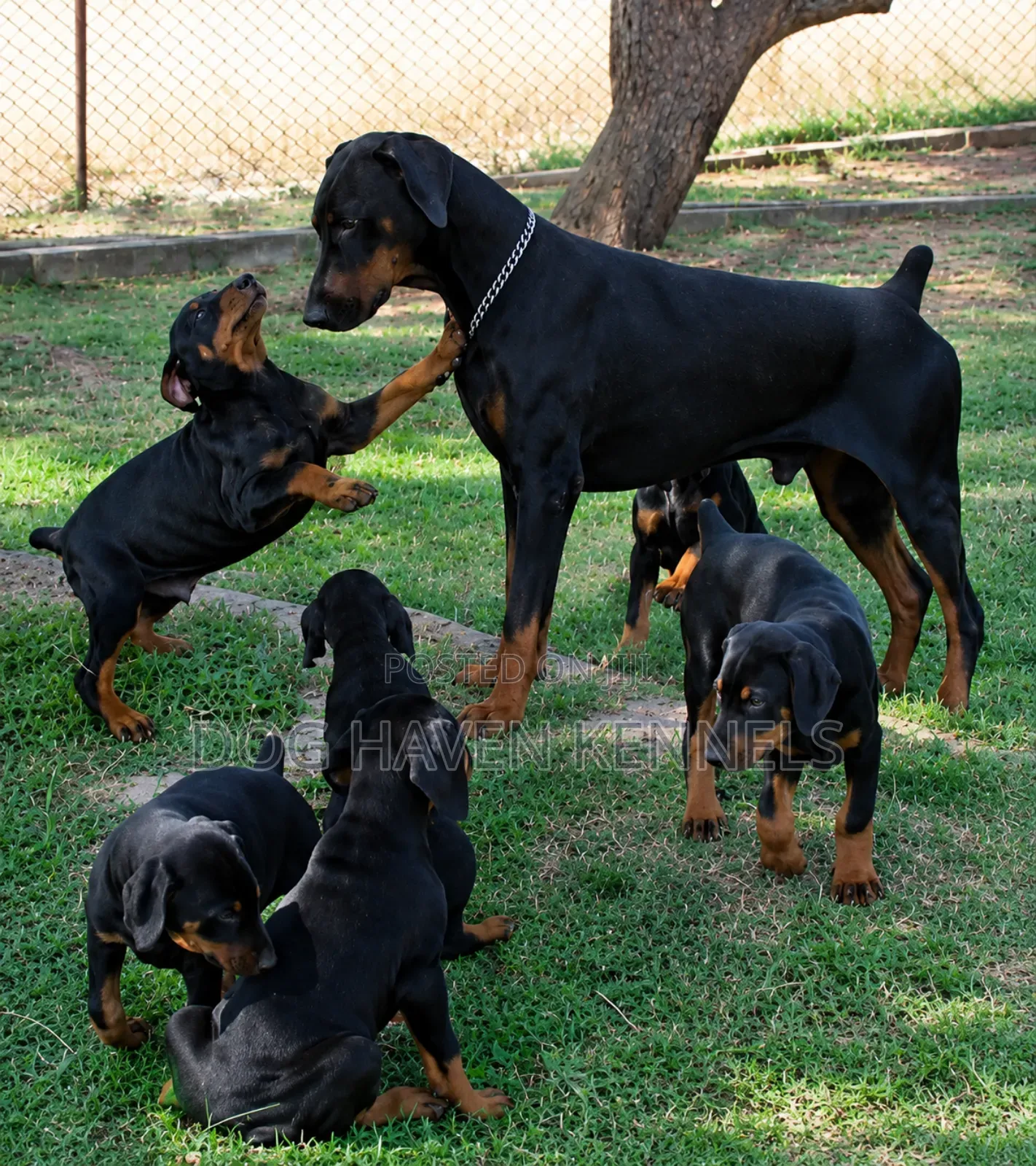 1-3 months Male Purebred Doberman Pinscher