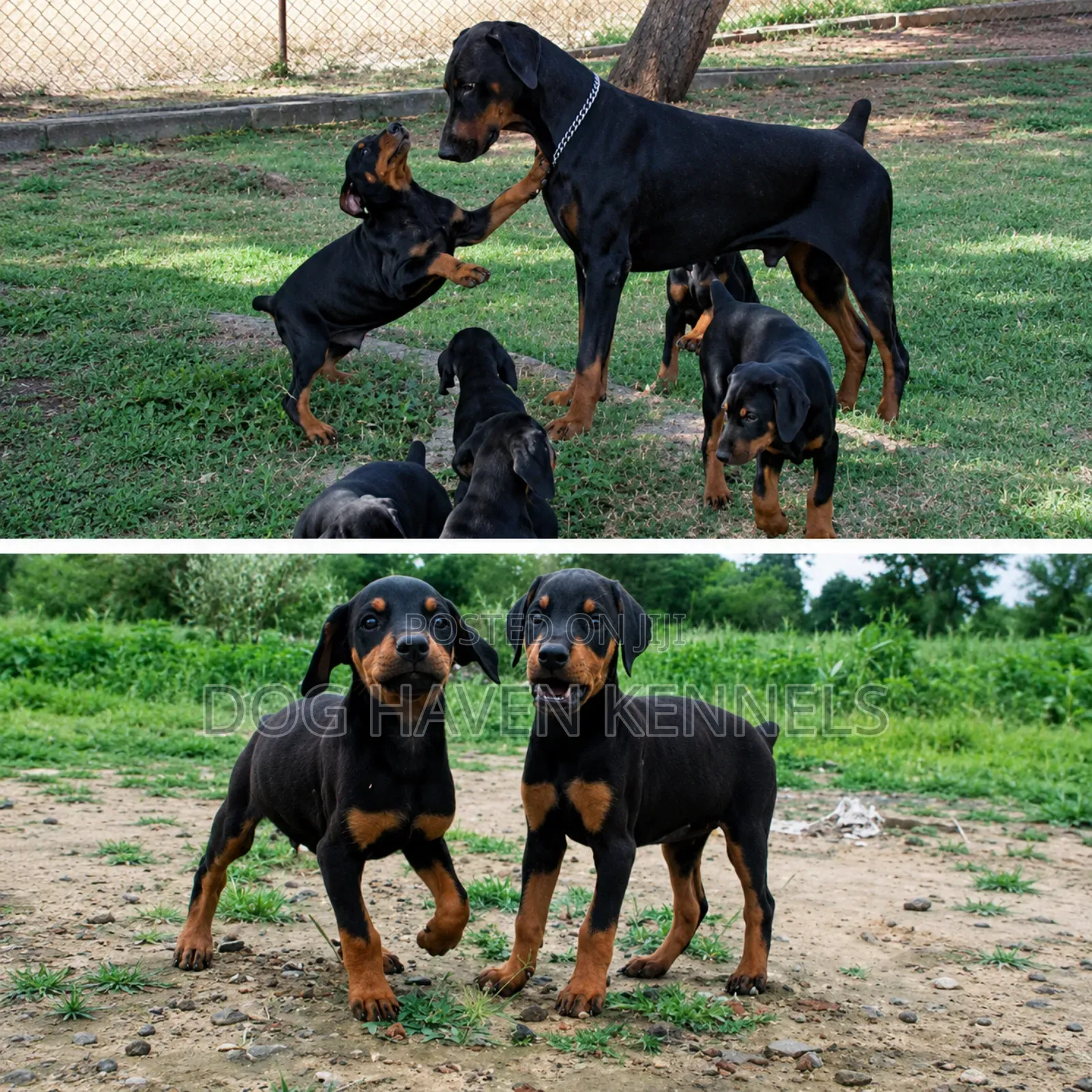 1-3 months Male Purebred Doberman Pinscher
