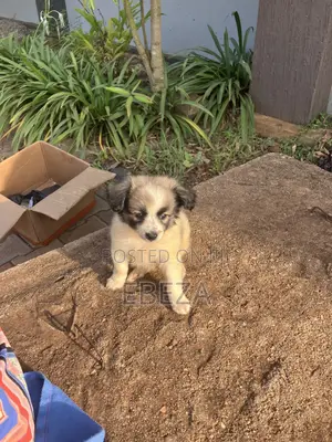 1-3 months Male Purebred Maltese Shih Tzu
