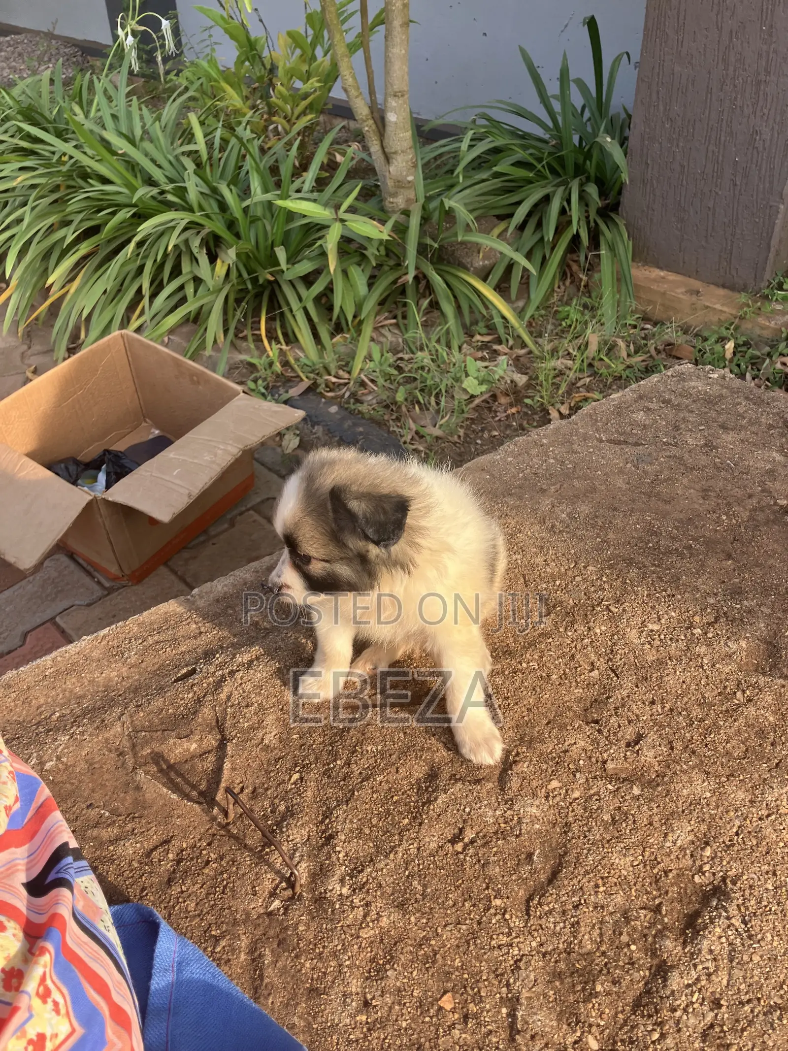 1-3 months Male Purebred Maltese Shih Tzu