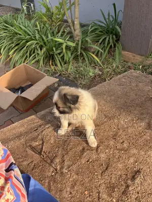 1-3 months Male Purebred Maltese Shih Tzu