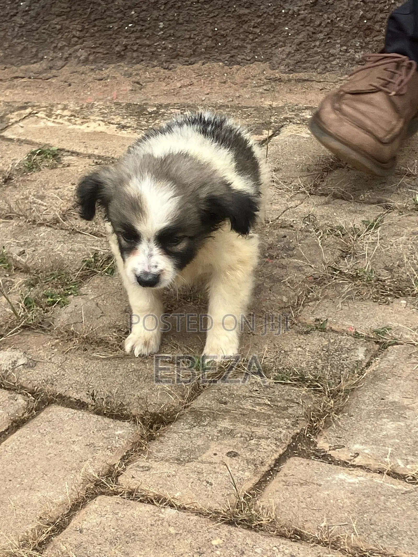 1-3 months Male Purebred Maltese Shih Tzu