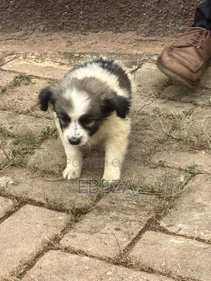 1-3 months Male Purebred Maltese Shih Tzu