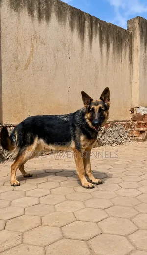 6-12 months Female Purebred German Shepherd