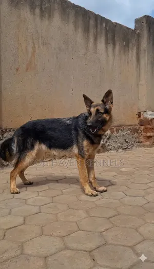 6-12 months Female Purebred German Shepherd
