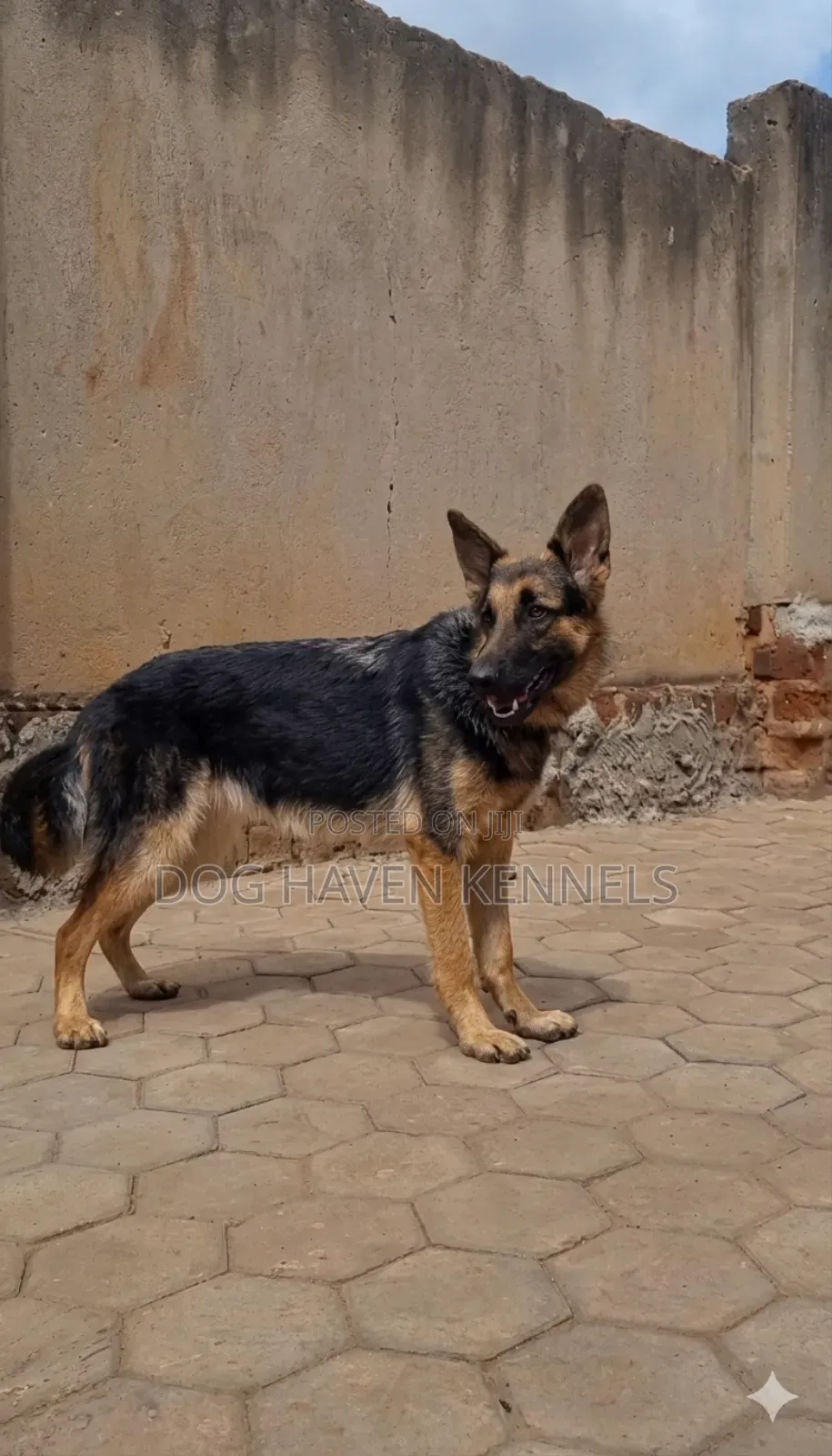 6-12 months Female Purebred German Shepherd