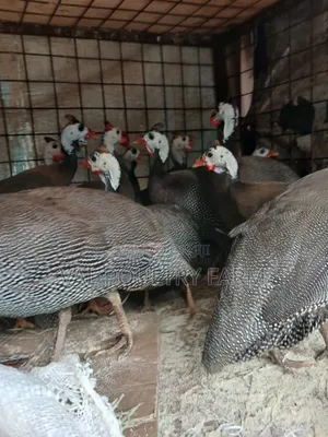 Guinea Folws Ready for Sale