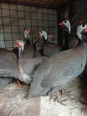 Guinea Folws Ready for Sale