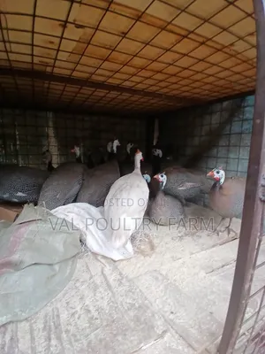 Guinea Folws Ready for Sale