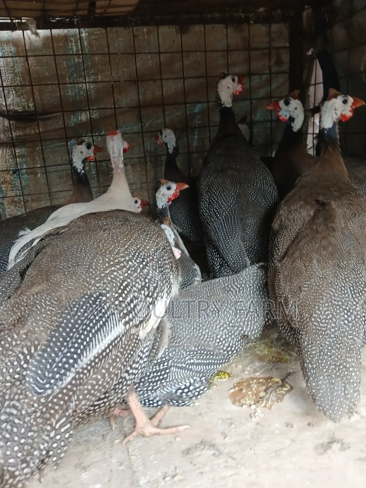 Guinea Folws Ready for Sale